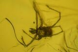 Detailed Fossil Spider, Springtail, Mite and Fly in Baltic Amber #163481-4